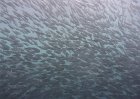 Moalboal Sardine run